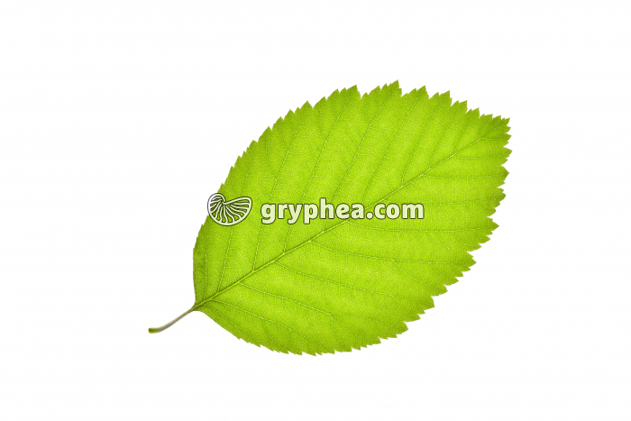 Charme - feuille (Carpinus betulus)  - gryphea.com